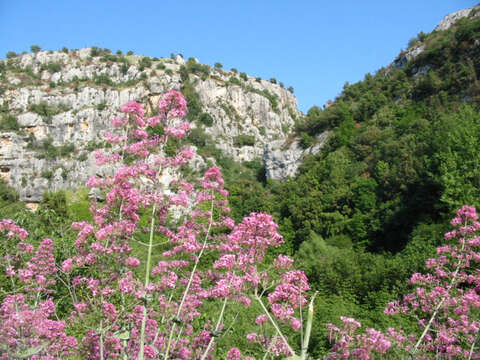 Image of Red Valerian