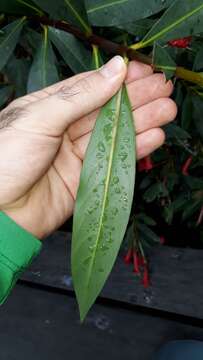 Image of Augusta longifolia (Spreng.) Rehder