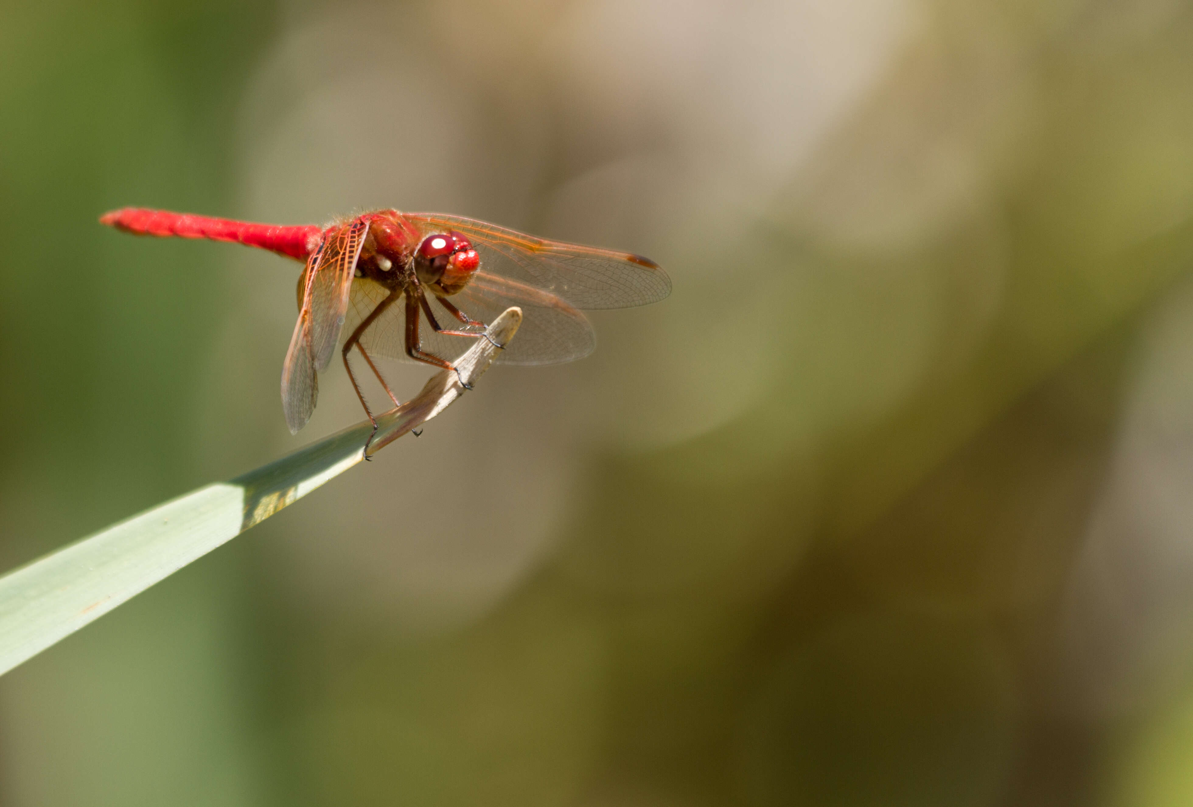 Image of Neon Skimmer