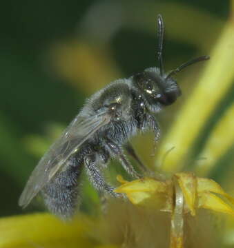 Lasioglossum semicaeruleum (Cockerell 1895)的圖片