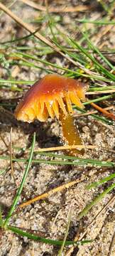 Image of Hygrocybe conicoides (P. D. Orton) P. D. Orton & Watling 1969