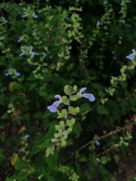 Image of Salvia herbacea Benth.