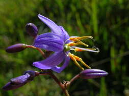 Image of cerulean flaxlily