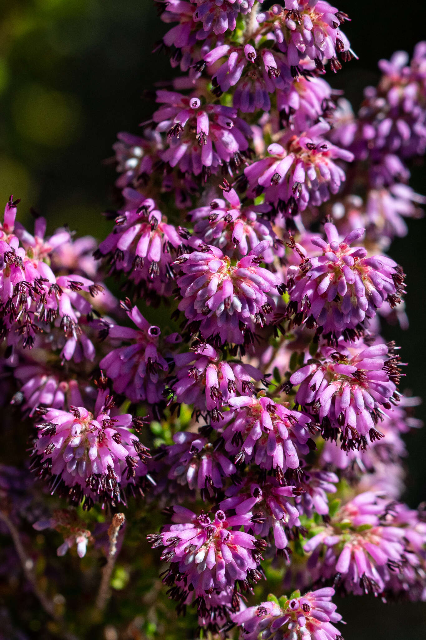 Image of Erica williamsiorum E. G. H. Oliver