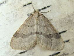 Image of northern winter moth