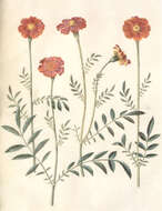 Image of French marigold