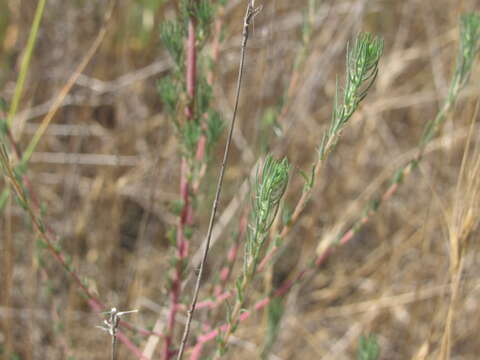 Image of Bassia laniflora (S. G. Gmel.) A. J. Scott