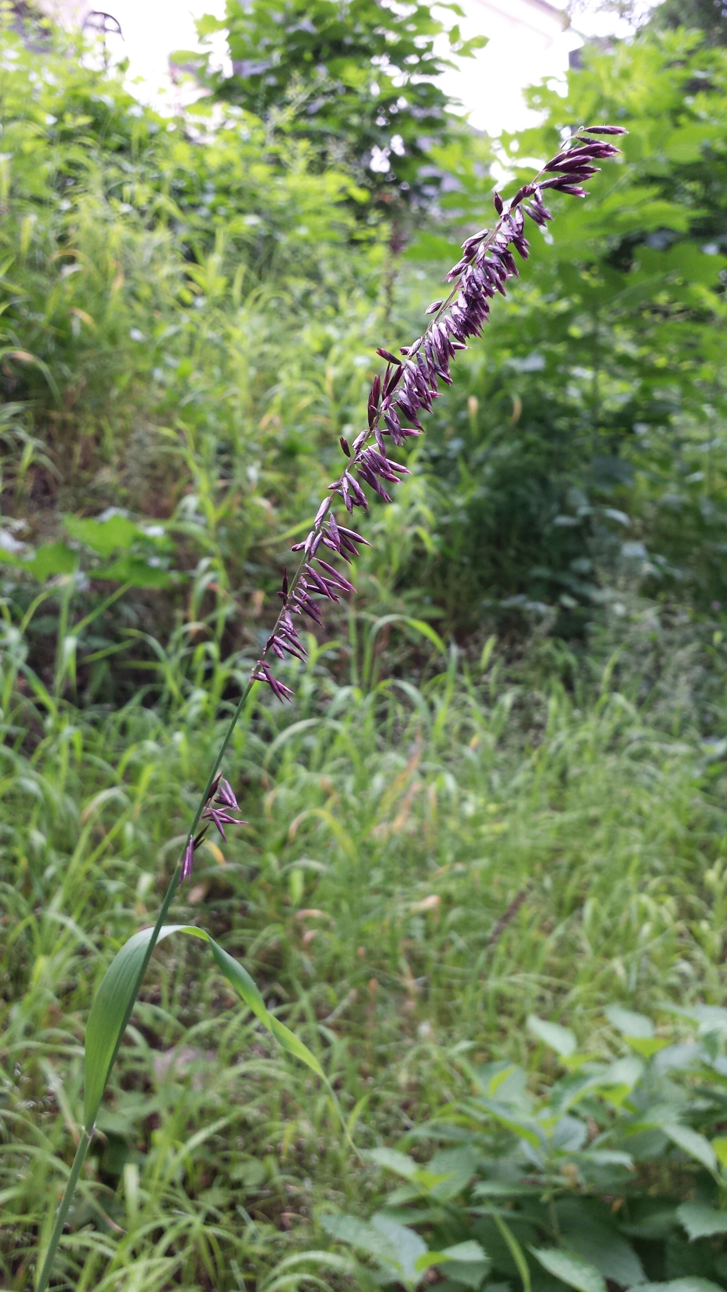 Image de Melica altissima L.