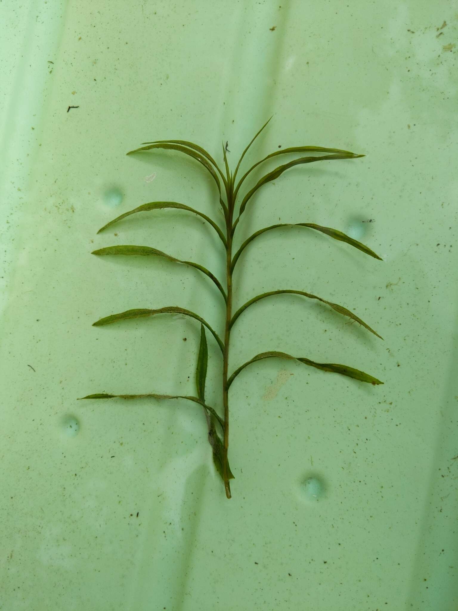 Image of Robbins' pondweed