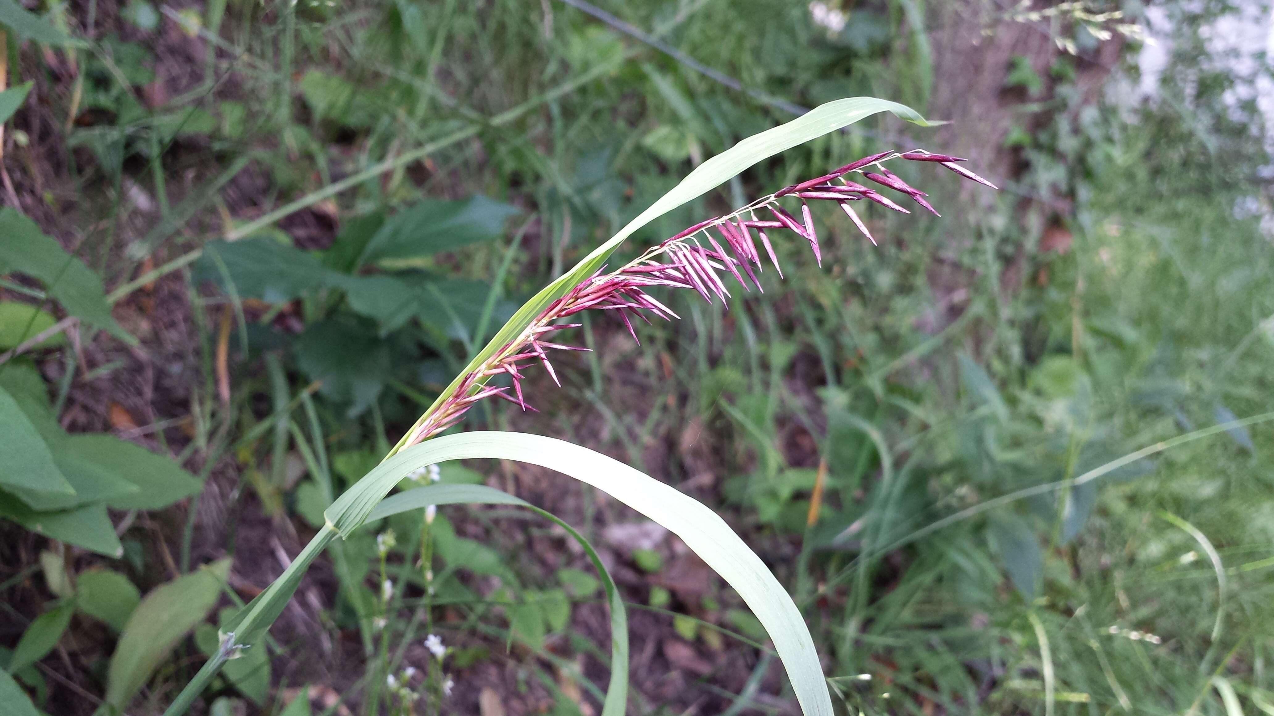 Image de Melica altissima L.