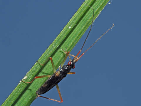 Image of Teratocoris antennatus (Boheman 1852)