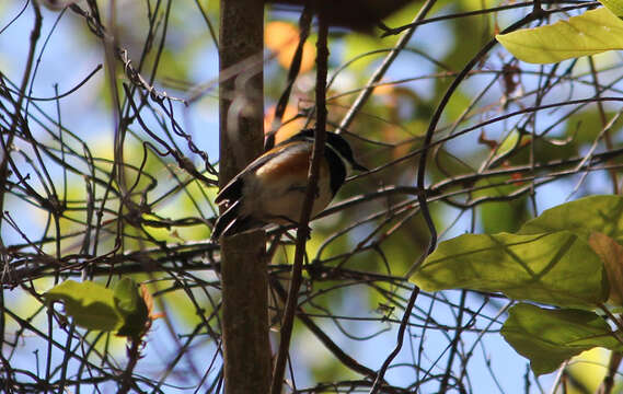 Image of Batis capensis hollidayi Clancey 1952