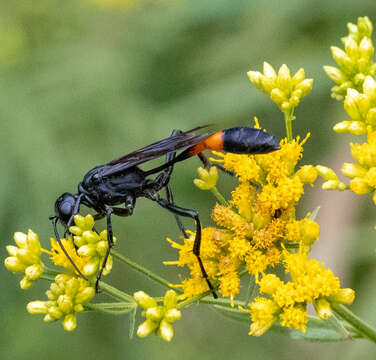 Image of Ammophila nigricans Dahlbom 1843