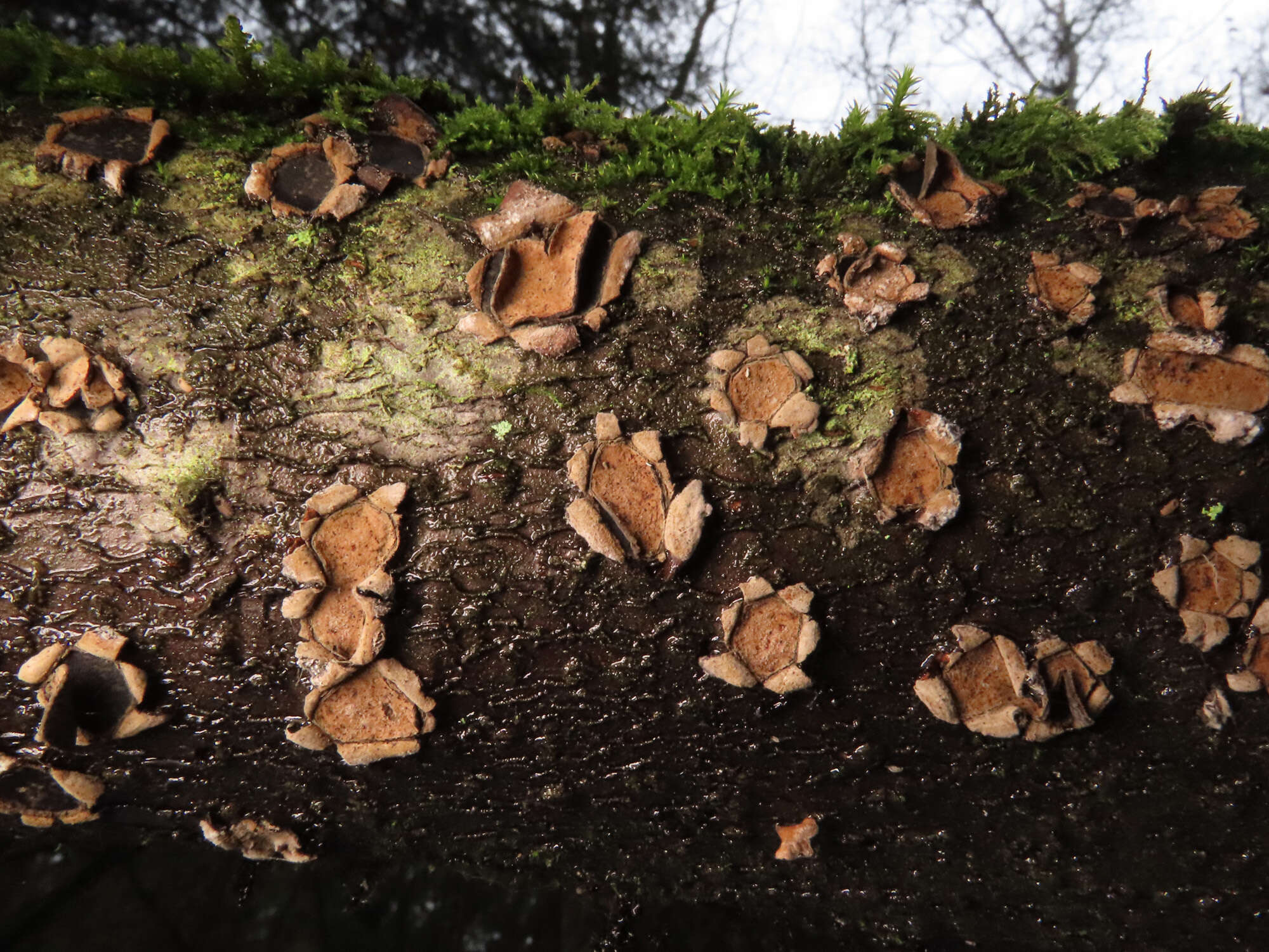 Image de Biscogniauxia granmoi Lar. N. Vassiljeva 1998