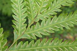 Image of Pteris incompleta Cav.