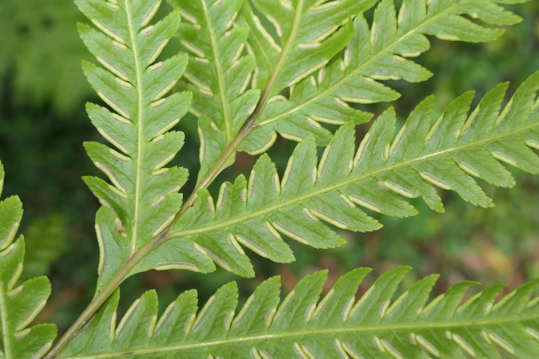 Image of Pteris incompleta Cav.