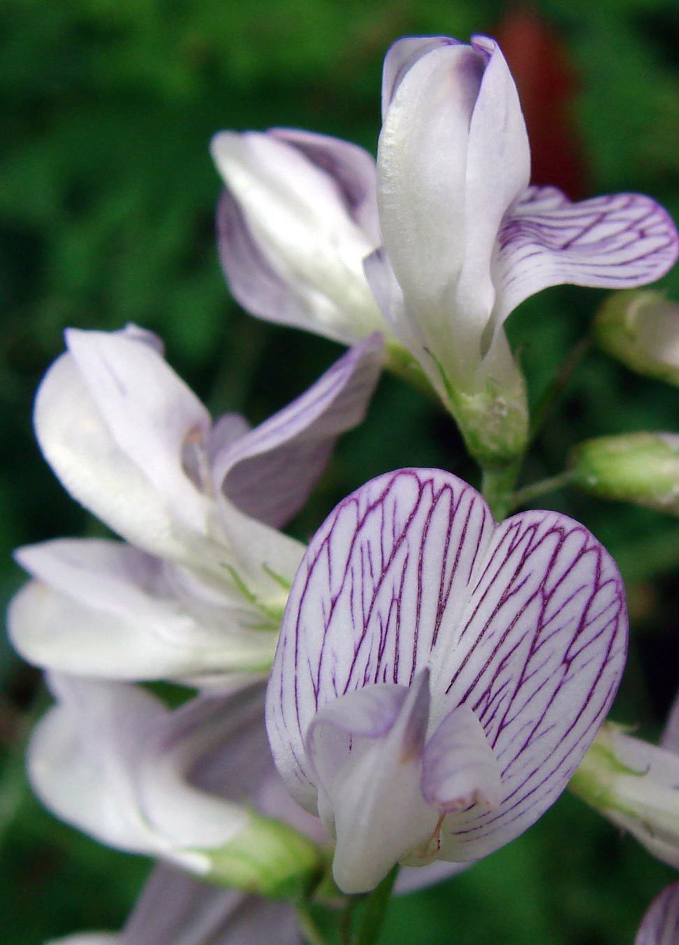 Vicia sylvatica (rights holder: Annette Launer, www.pflanzenliebe.de)