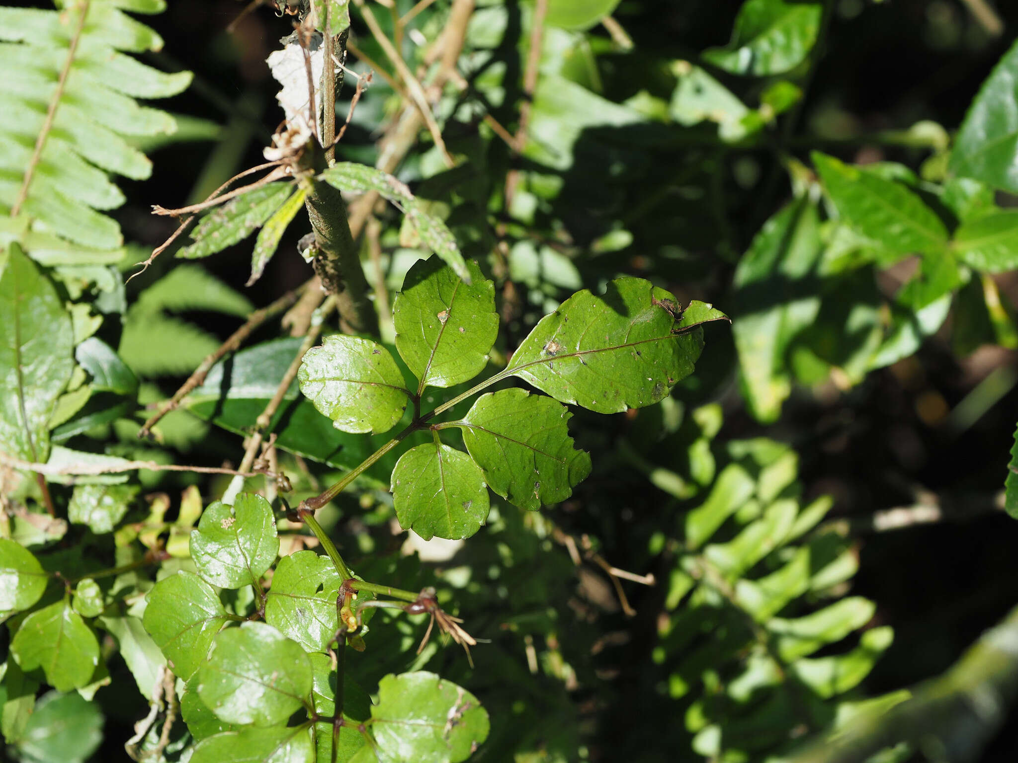 Image of Causonis corniculata