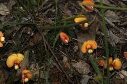 Image of Bossiaea praetermissa J. H. Ross