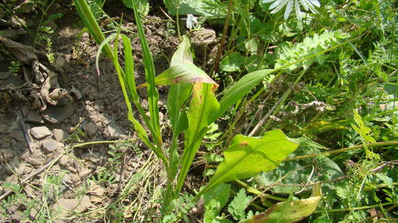 Image of Pseudopodospermum hispanicum (L.) Zaika, Sukhor. & N. Kilian