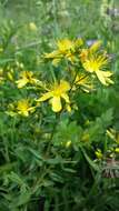 Image of Hypericum elegans Steph. ex Willd.