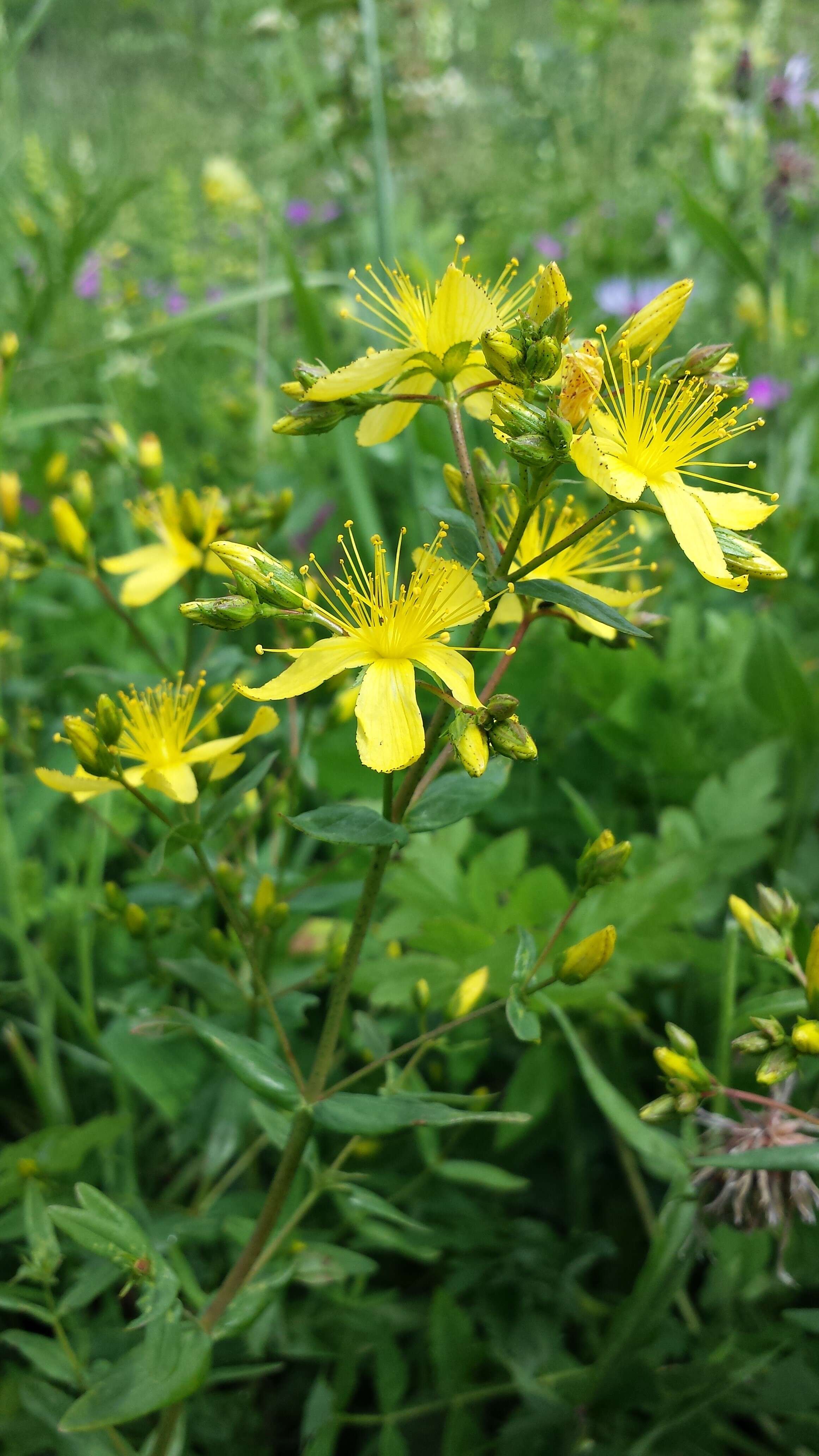 Image of Hypericum elegans Steph. ex Willd.