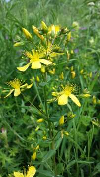 Image of Hypericum elegans Steph. ex Willd.