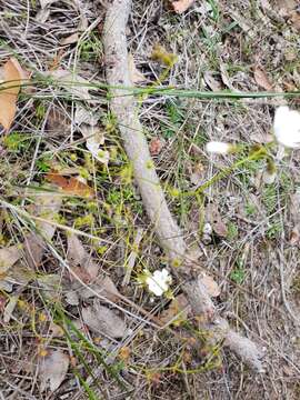 Image of Drosera erythrogyne N. Marchant & Lowrie