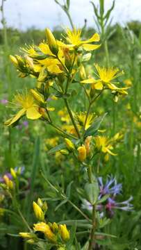 Image of Hypericum elegans Steph. ex Willd.