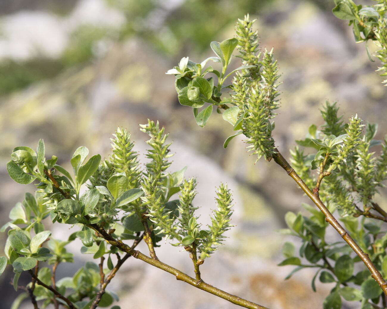 Image of Salix uralicola I. V. Belyaeva