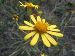 Image of hoary ragwort