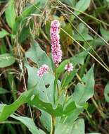 Image of Pink Knotweed