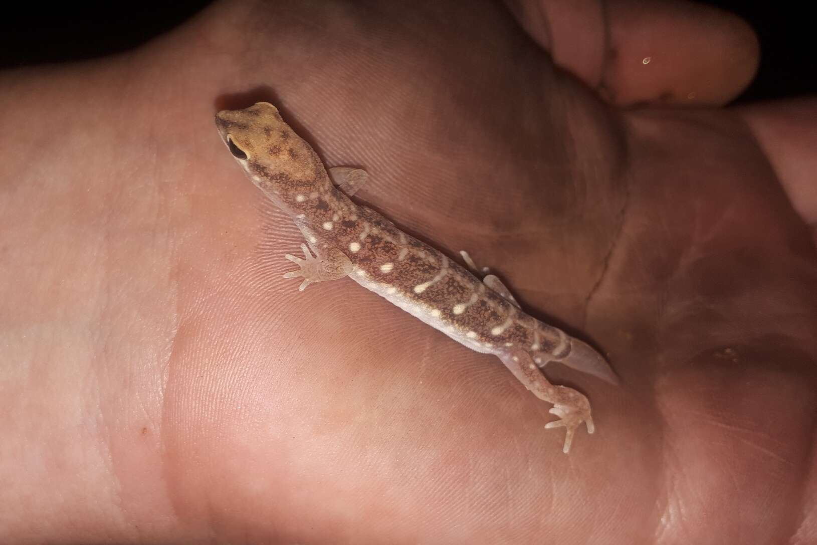 Image of Beaked Gecko