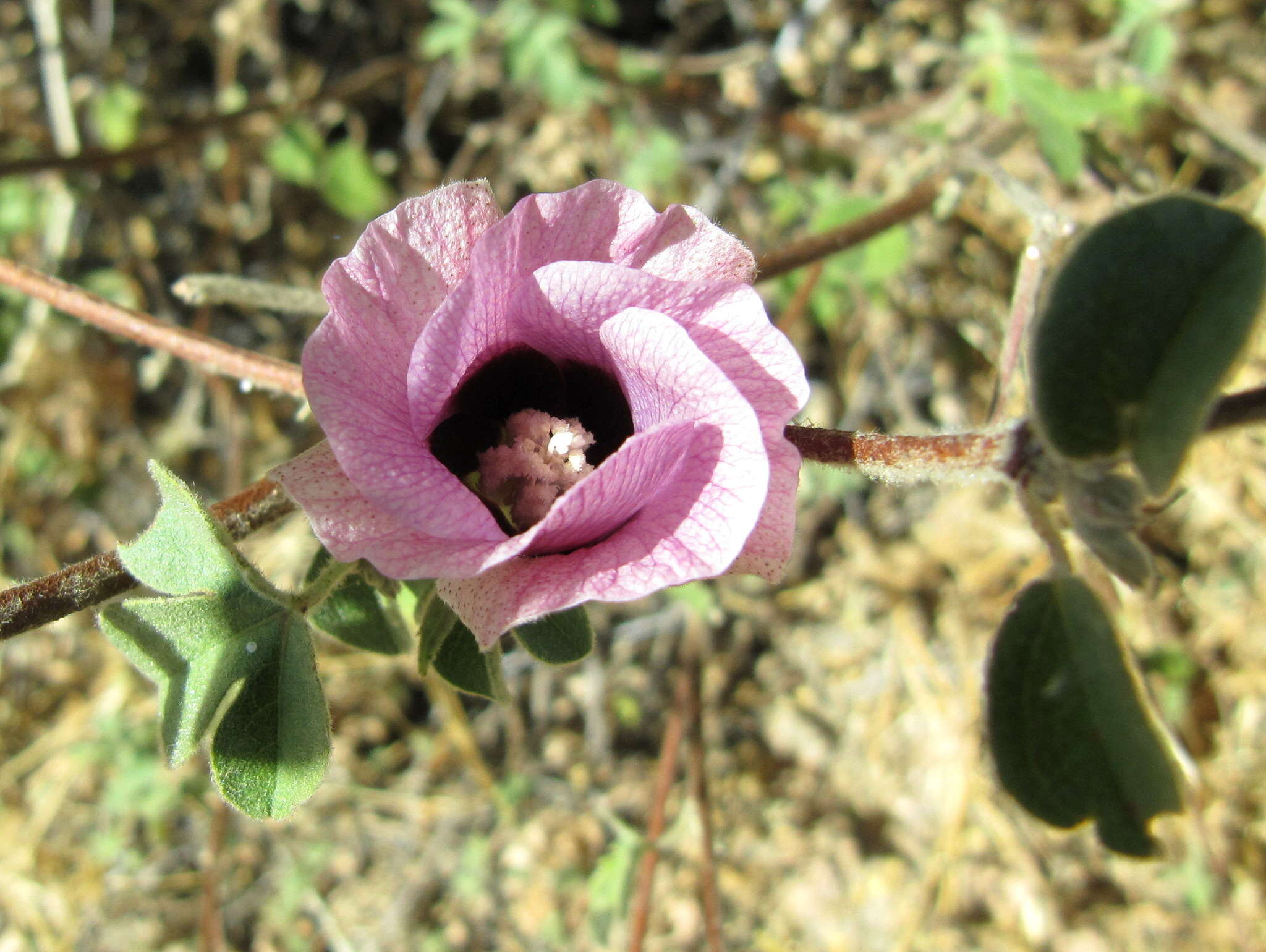 Plancia ëd Gossypium anomalum subsp. anomalum