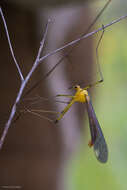 Sivun Bittacus chlorostigma MacLachlan 1881 kuva