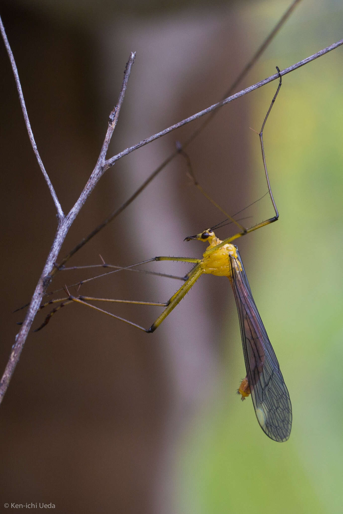 Image of Bittacus chlorostigma MacLachlan 1881