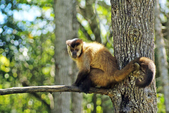 Image of Azaras’s Capuchin