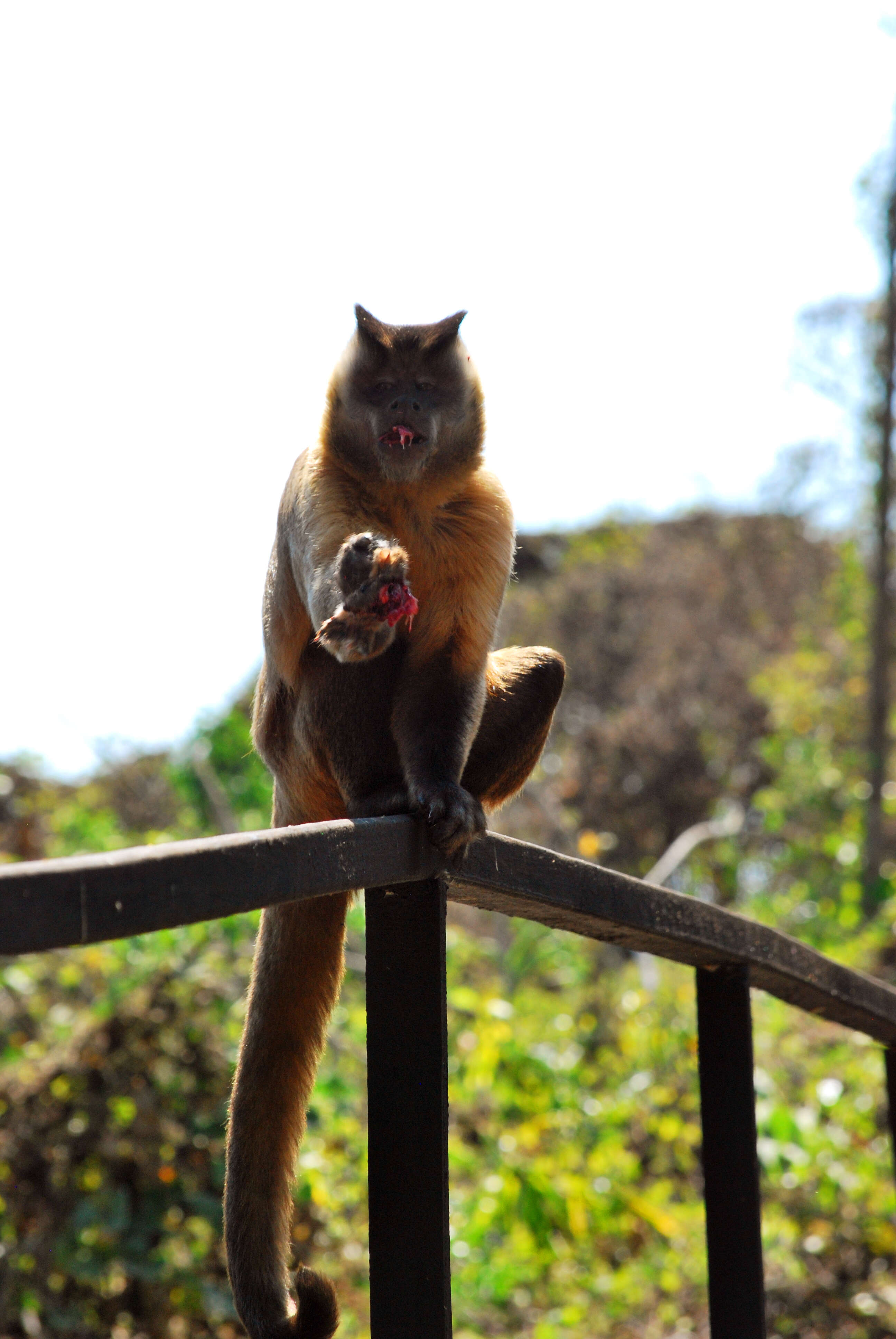 Image of Azaras’s Capuchin