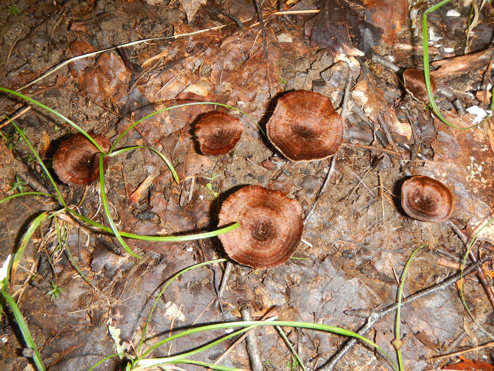 Image of Coltricia cinnamomea (Jacq.) Murrill 1904