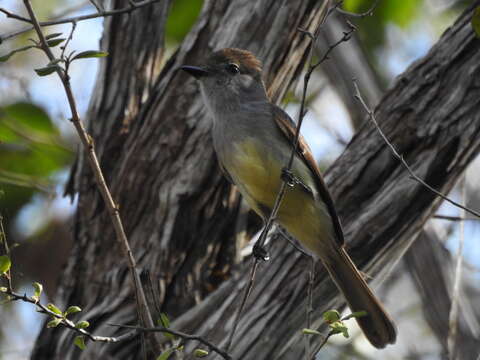 Image of Yucatan Flycatcher