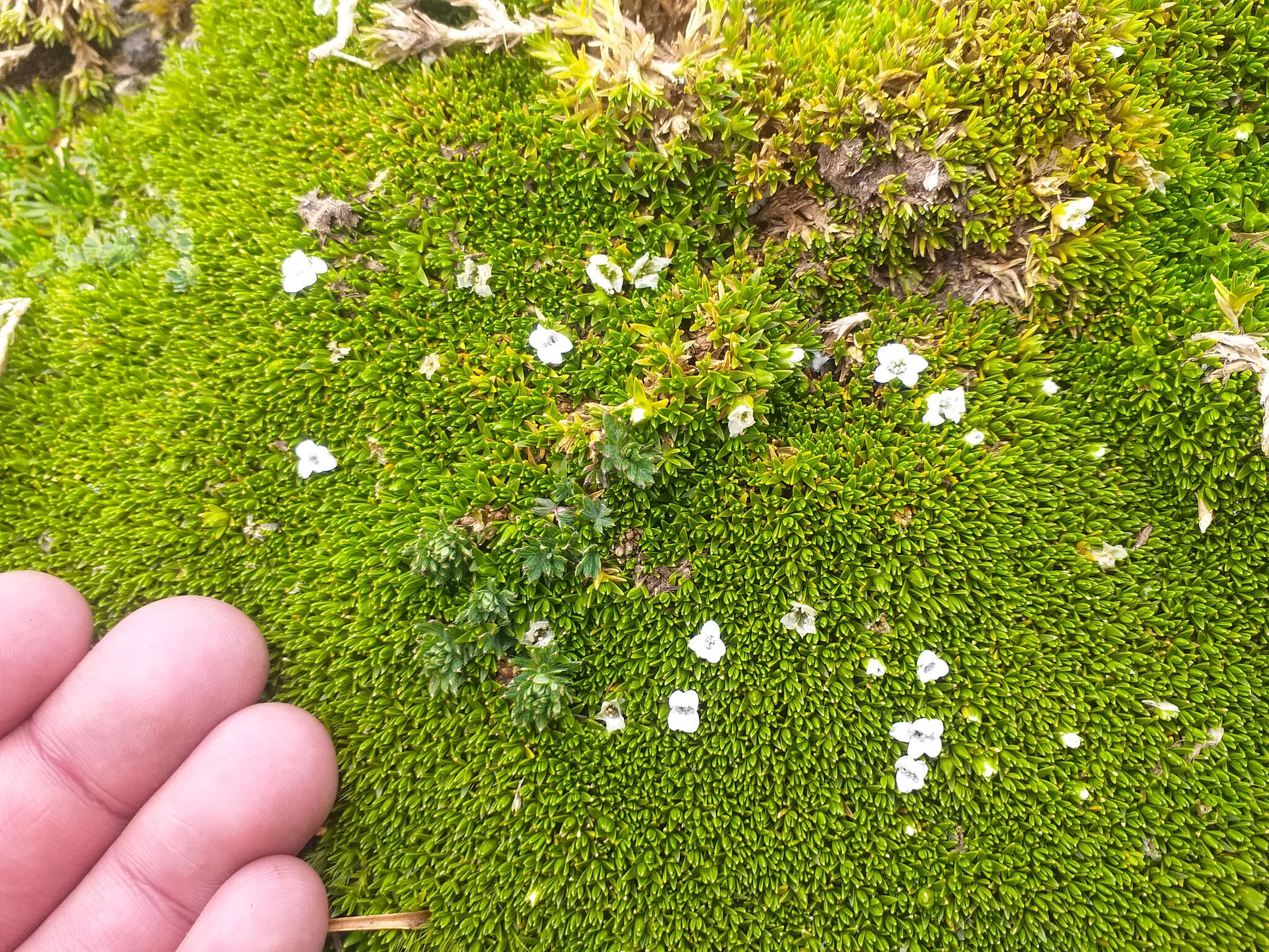 Image of Arenaria dicranoides Kunth