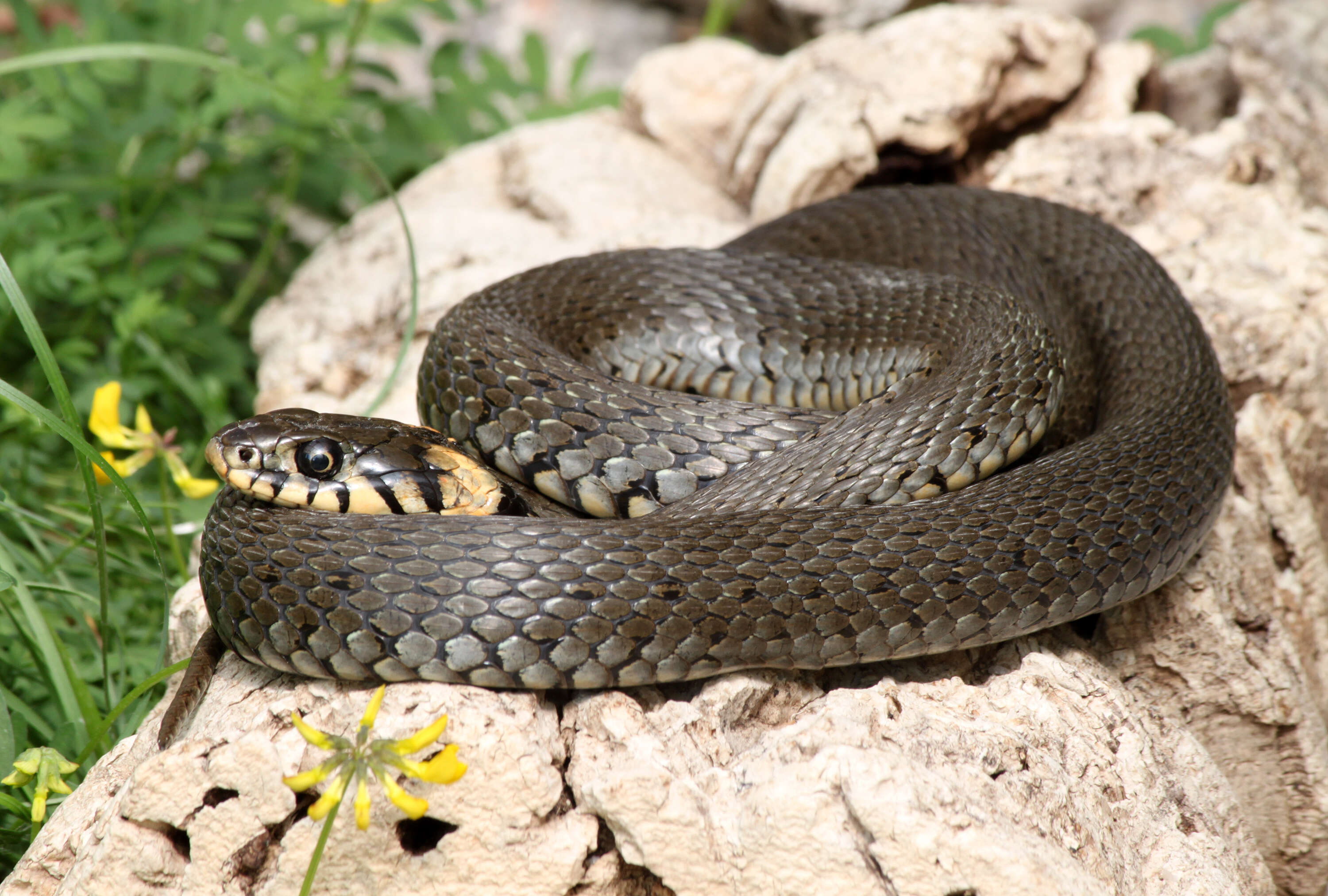 Image of Grass Snake