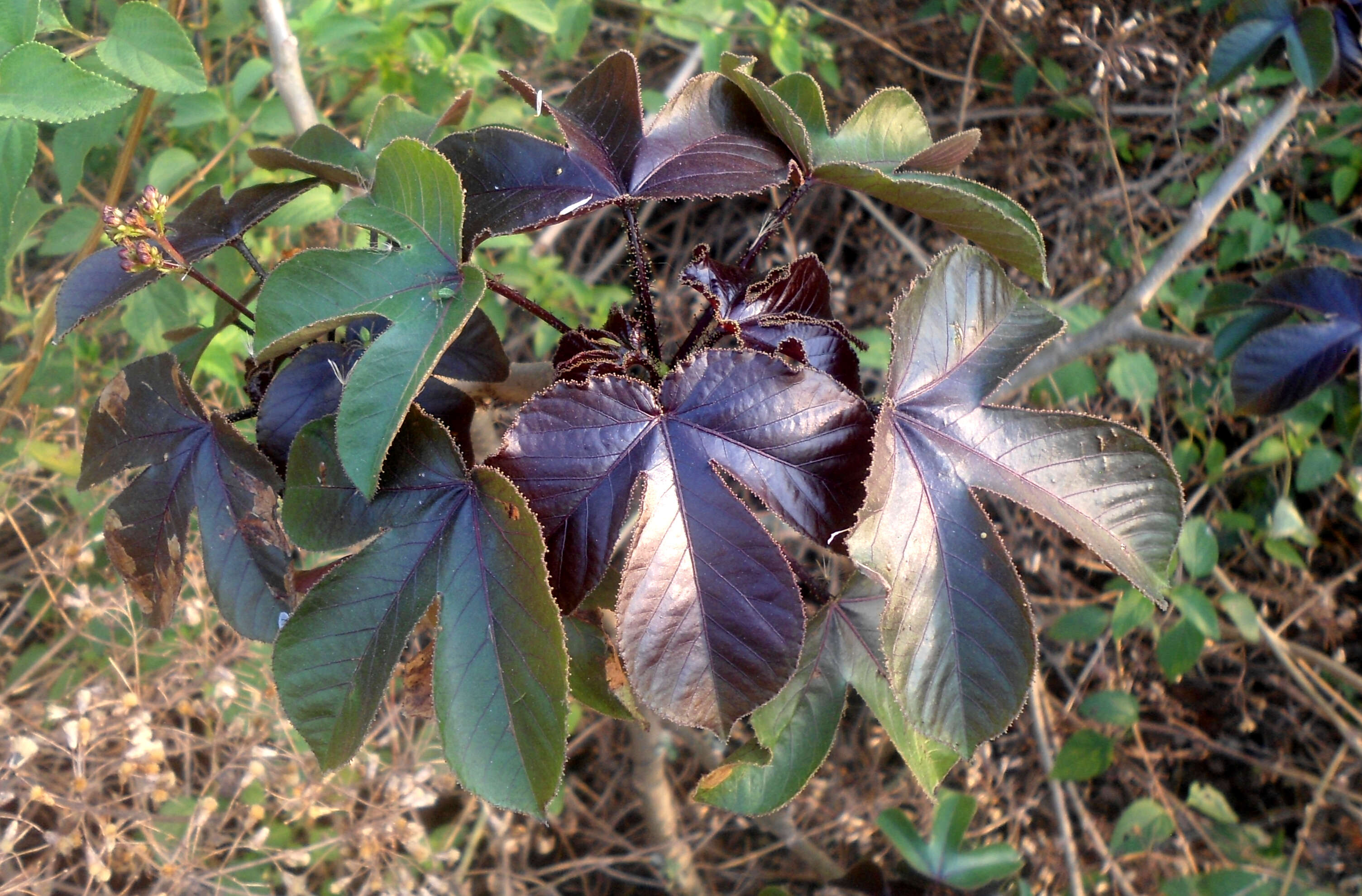 Image of bellyache bush