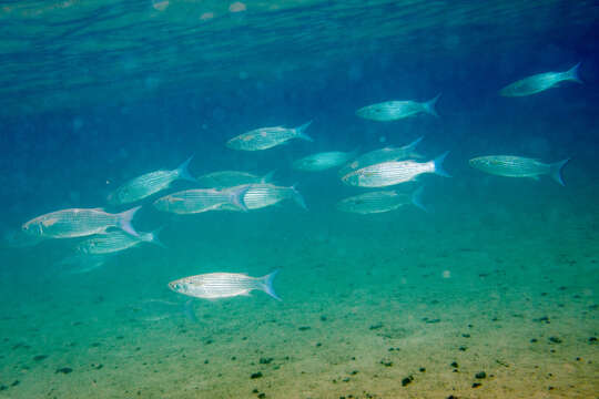 Image of Fringelip Mullet