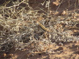 Image of Holbrookia maculata flavilenta Cope 1883