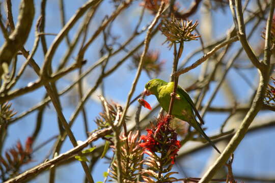 Image of Plain Parakeet