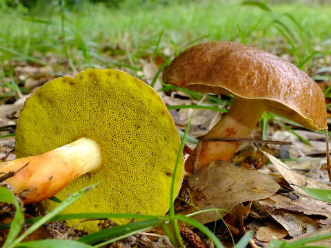 Image of Aureoboletus auriporus (Peck) Pouzar 1957