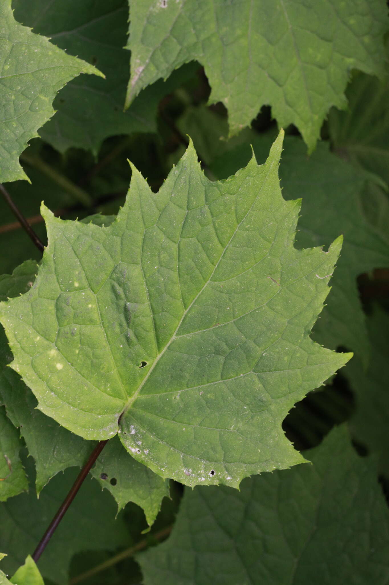 Image of Kirengeshoma palmata Yatabe