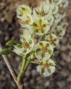 Image of Elaeocarpus serratus L.