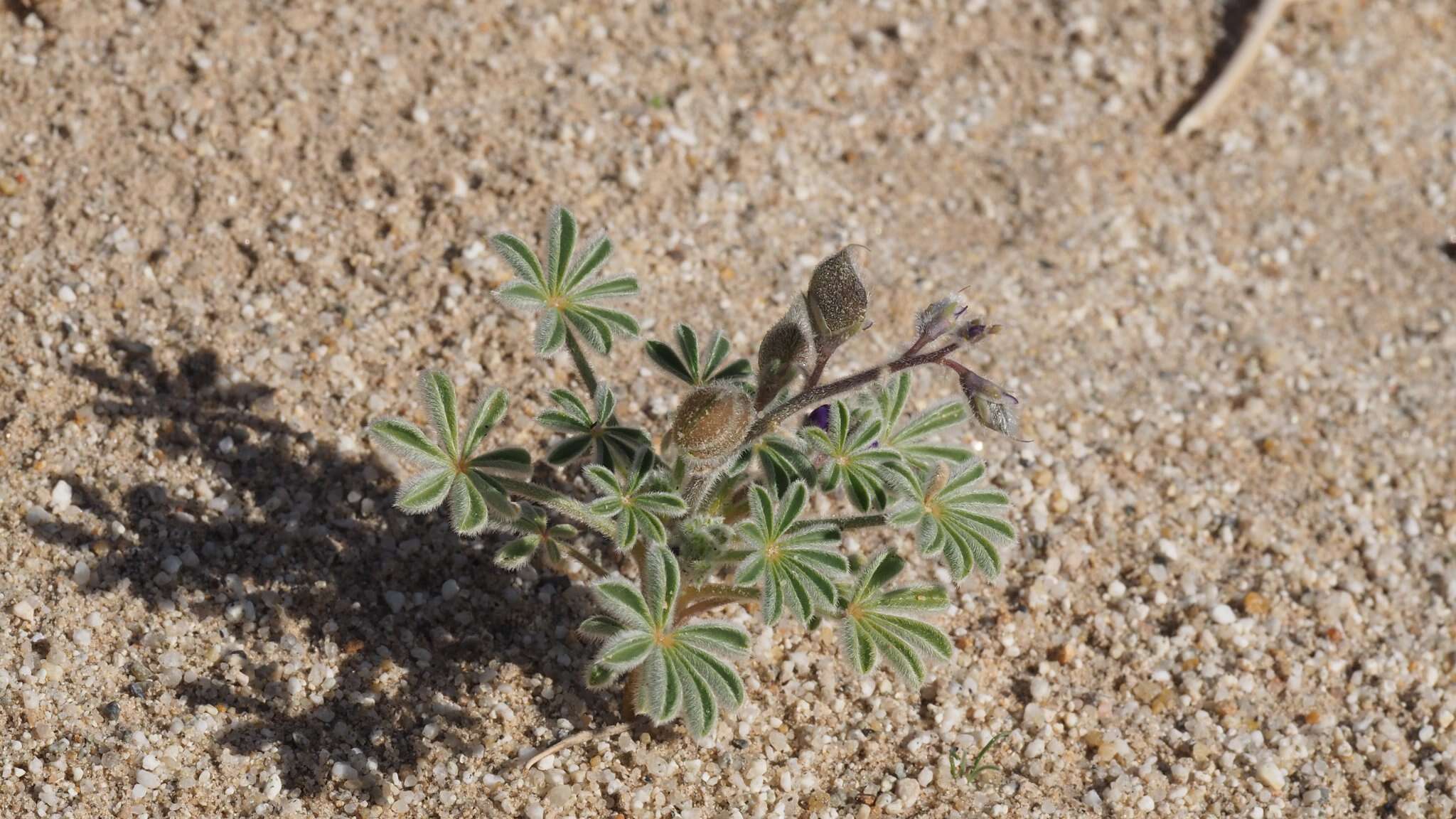 Image of purple desert lupine